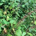 Plectranthus parviflorus Blad