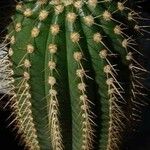 Coleocephalocereus pluricostatus Hábito