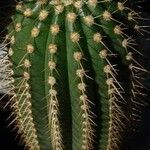 Coleocephalocereus pluricostatus 整株植物