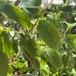 Celtis africana Folha