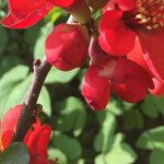 Chaenomeles japonica Diğer