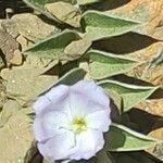 Evolvulus sericeus Flower