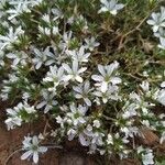 Arenaria aggregata 花