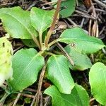 Orthilia secunda Leaf