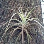 Tillandsia utriculata برگ