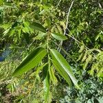 Salix laevigata Leaf