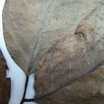 Diplotropis purpurea Otro