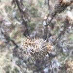 Cirsium altissimum പുഷ്പം