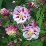 Aquilegia vulgaris Flower