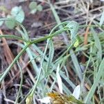 Galatella sedifolia Leaf