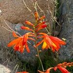 Crocosmia × crocosmiifloraFlor