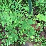 Phyllanthus niruri 葉