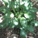 Arnoglossum plantagineum Leaf