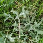 Eryngium campestreFoglia