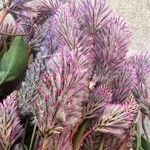 Ptilotus extenuatus Flor