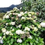 Hydrangea macrophylla Hábitos