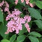 Syringa villosa Blüte