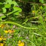 Senna pendula Fruit