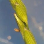 Digitaria fuscescens Frucht