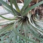 Tillandsia fasciculata Fulla