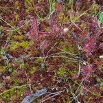 Drosera anglica पत्ता