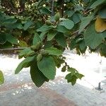 Cordia boissieri List