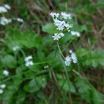 Valeriana saxatilisFloare