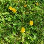 Taraxacum cucullatiforme Mosusu