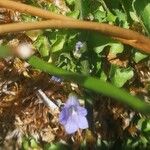 Wahlenbergia hederacea Flor