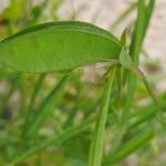 Lathyrus sativus Fruit