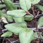 Shepherdia canadensis Deilen