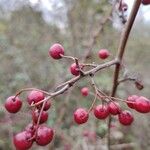 Crataegus rhipidophyllaBlomst