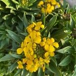 Erysimum × cheiri Virág