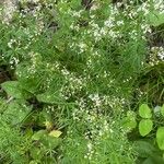 Galium aristatum Hàbitat