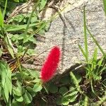 Acalypha herzogiana Květ