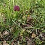 Fritillaria meleagris Habit