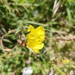 Oenothera stricta Blüte