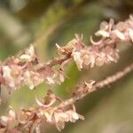 Rhipidoglossum rutilum Flower