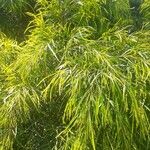 Acacia cognata Fuelha