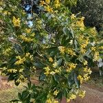 Hymenosporum flavum Flower