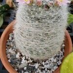 Mammillaria hahniana برگ