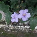 Thunbergia laurifolia Flor