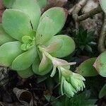 Sedum palmeri List