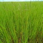 Festuca bromoides Blatt