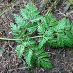 Conium maculatum Leaf