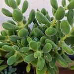 Crassula rogersii Yaprak