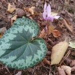 Cyclamen purpurascens Ліст