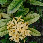 Ixora javanica Folha