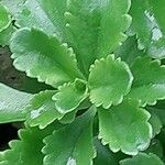 Saxifraga cuneifolia Лист