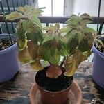 Euphorbia pulcherrima Habit